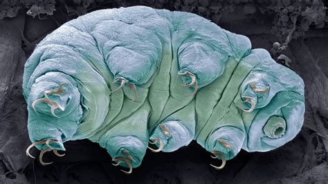 Questions For Living Mysteries Why Teeny Weeny Tardigrades Are Tough