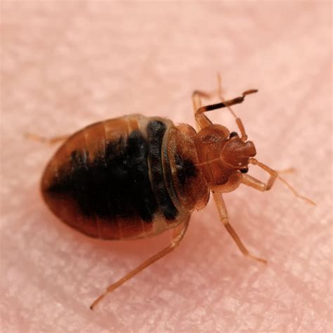 Real Life Bed Bugs Infestations Pictures 1 Pest Control Of Bed Bugs