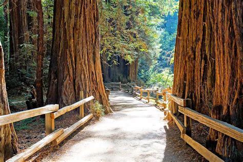 Redwoods Near San Francisco Bing Images National Parks Yosemite