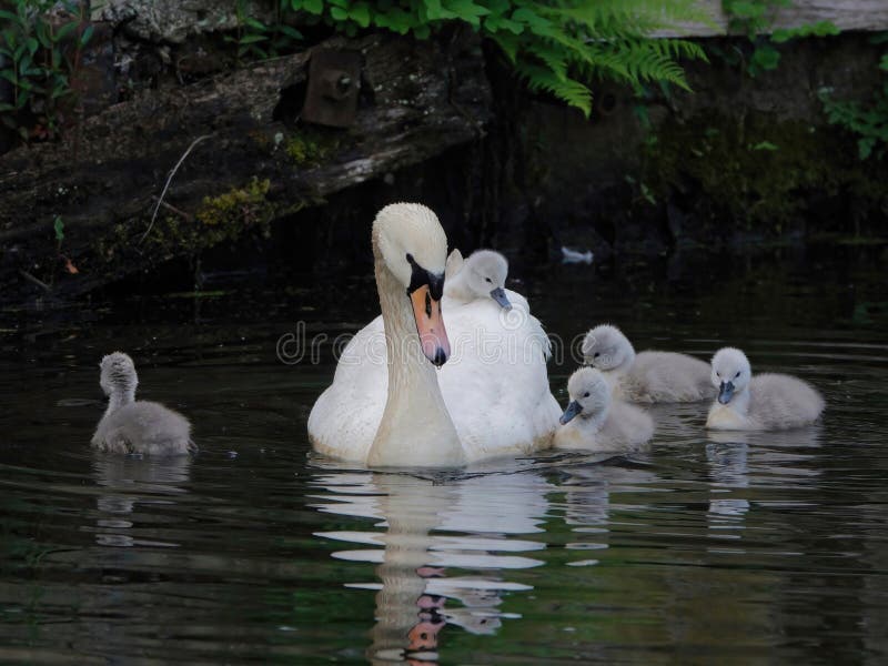 Ride A White Swan 55575 Suncrane Flickr