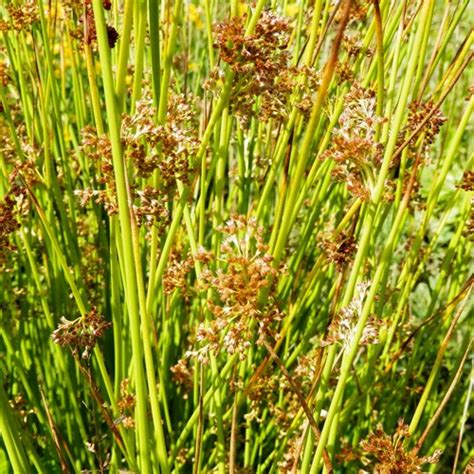 Rikenmon S Nature Guide Soft Rush Juncus Effusus