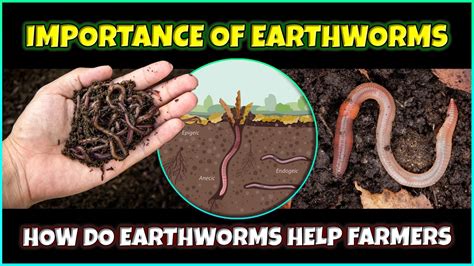 Role Of Earthworms In Agriculture How Do Earthworms Help Farmers