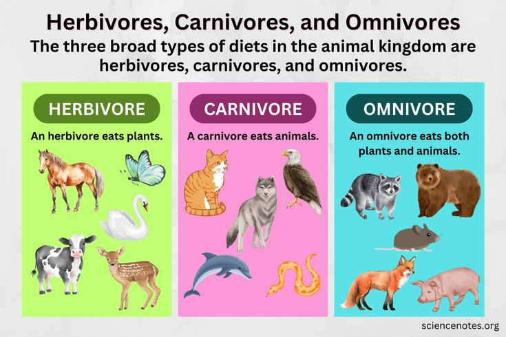 Savanna Animals Carnivores Herbivores