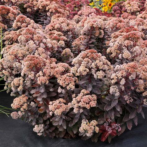 Sedum Mocha Magic Terra Nova Nurseries Inc