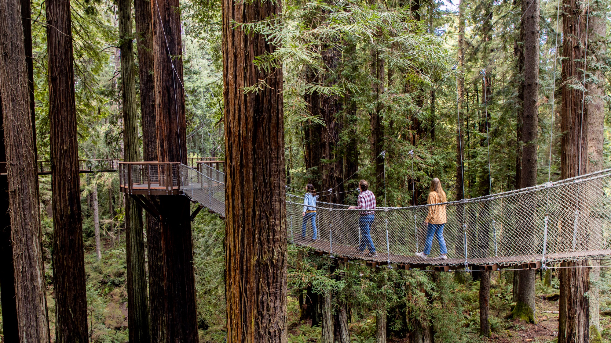 See California S Incredible Redwoods From This New Sky Walk Lonely Planet