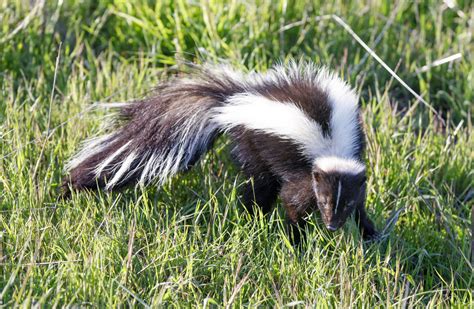 Should You Keep A Skunk As A Pet