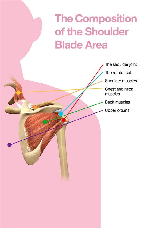 Shoulder Blade Diagram