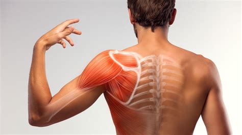 Shoulder Blade Pain Potential Causes Treatment Prevention The Amino Company