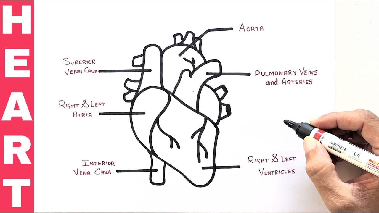 Simple Heart Diagram