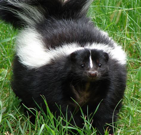 Skunk Image Bilscreen