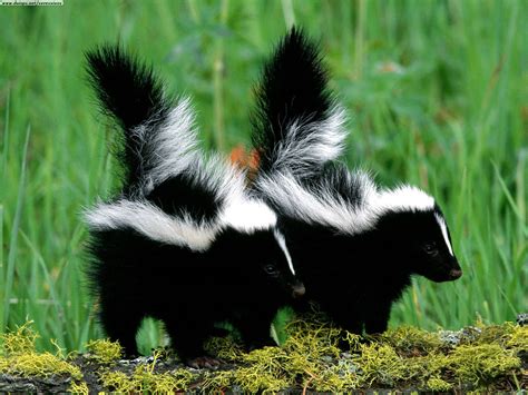 Skunks Cute Animal Wildlife The Wildlife