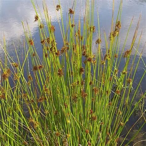 Soft Rush Facts Care Planting Guide Juncus Effusus Pond Informer