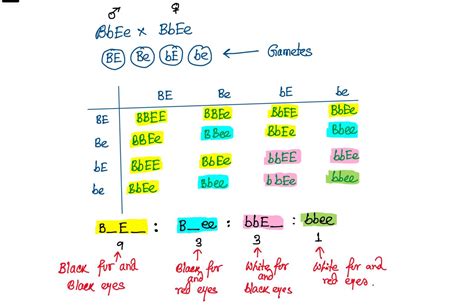 Solved Step 3 Predict The Offspring Of A Dihybrid Cross Bbee Bbee