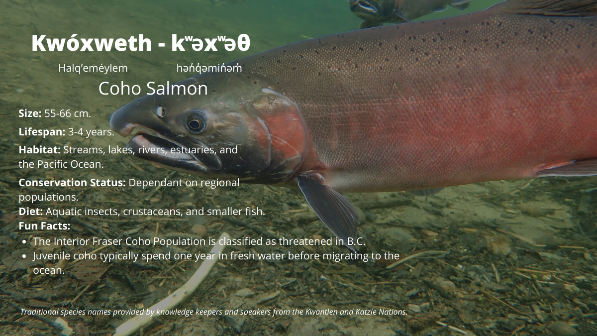 Spawning Salmon Of The Fraser Species Spotlight Rivershed Society Of Bc