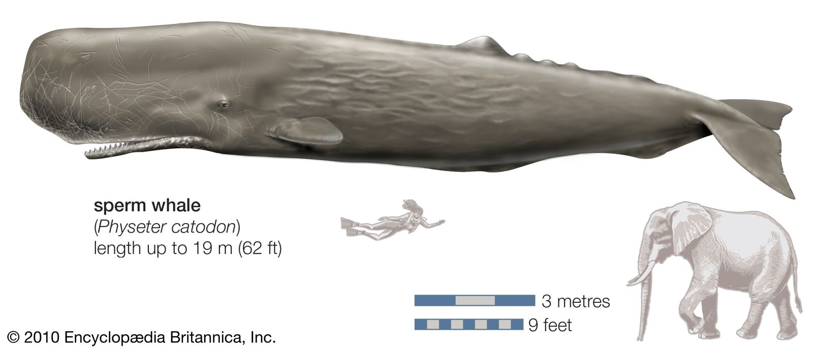 Sperm Whale Size Teeth Diet Amp Facts Britannica