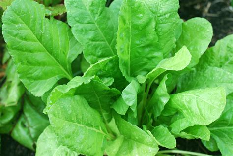 Spinach Plants