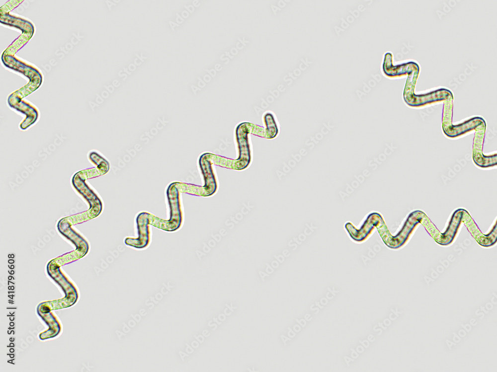 Spirulina Under The Microscope Freshly Frozen Sprulina Spirulina Microscopic Algae