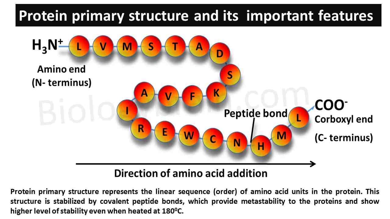 Structure Of Protein Diagram Level In Molecular Protein Stru