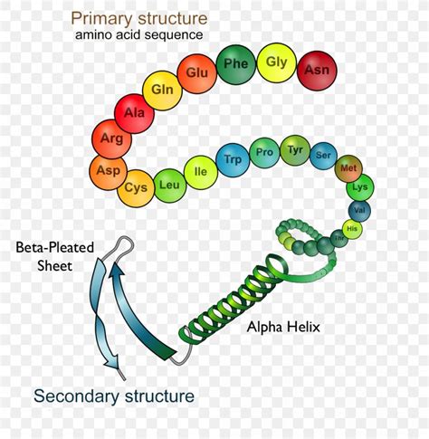 Structure Of Proteins Biology