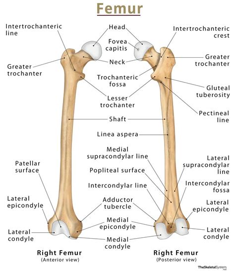 Structure Of The Femur Bone