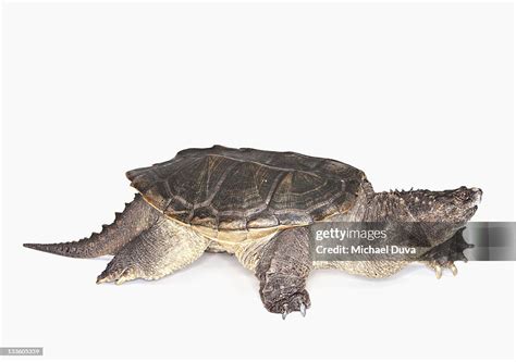 Studio Shot Of A Florida Snapping Turtle High Res Stock Photo Getty