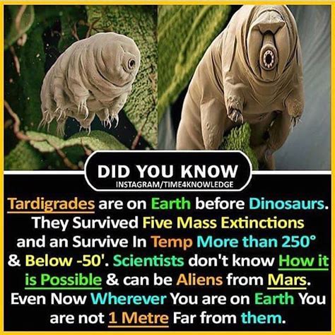 Tardigrades Used To Live On Earth Before Dinosaurs Is It True I Can T