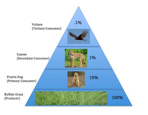 Temperate Grasslands Ecological Energy Pyramid