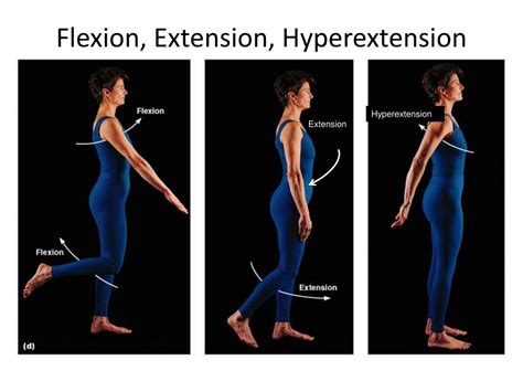 Terminology Of Movement In Anatomy Flexion Extension Hyperextension