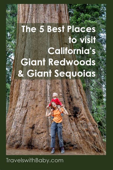 The 5 Best Places To Visit California S Giant Redwoods And Giant Sequoias