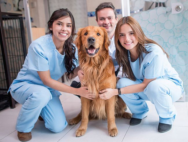 The Best Veterinary Schools In The United States