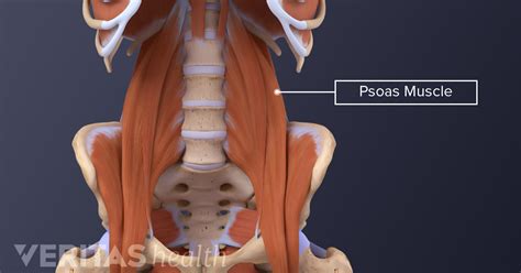 The Essential Role Of The Psoas Muscle