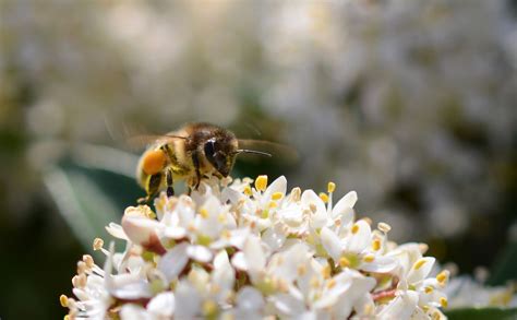 The Honeybee Problem Is Only Getting Worse Huffpost