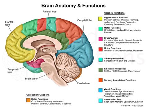 The Normal Brain Model: A Comprehensive Guide To Brain Function