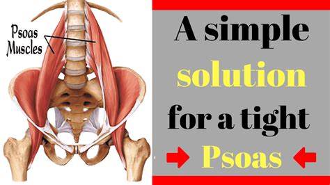 The Psoas Muscle And How To Release It To Relieve Pain And Tension