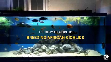 The Ultimate Guide To African Cichlid Substrate African Life