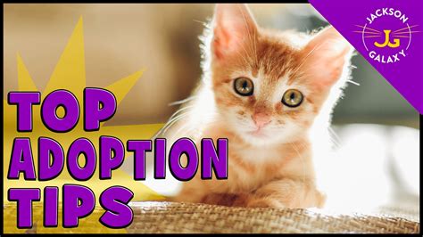 Top Adoption Tips Jackson Galaxy