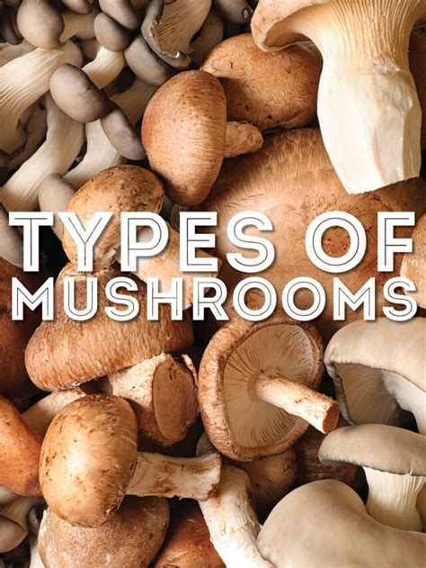 Types Of Mushrooms For Eating