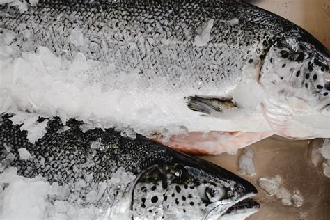 Types Of Salmon A Comprehensive Look At The Varieties Of Salmon