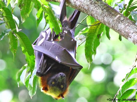 Ultimate Guide: 10 Ways To Observe Flying Foxes In The Philippines