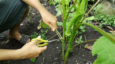 Ultimate Guide To Successfully Growing Okra With Expert Tips