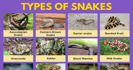 Uncover The 6 Ultimate Snake Species: Act Now!