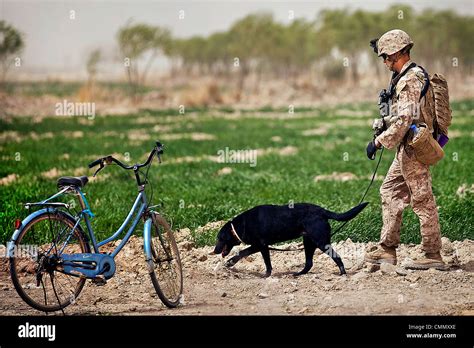 Us Marine Dog Handler Alert Data