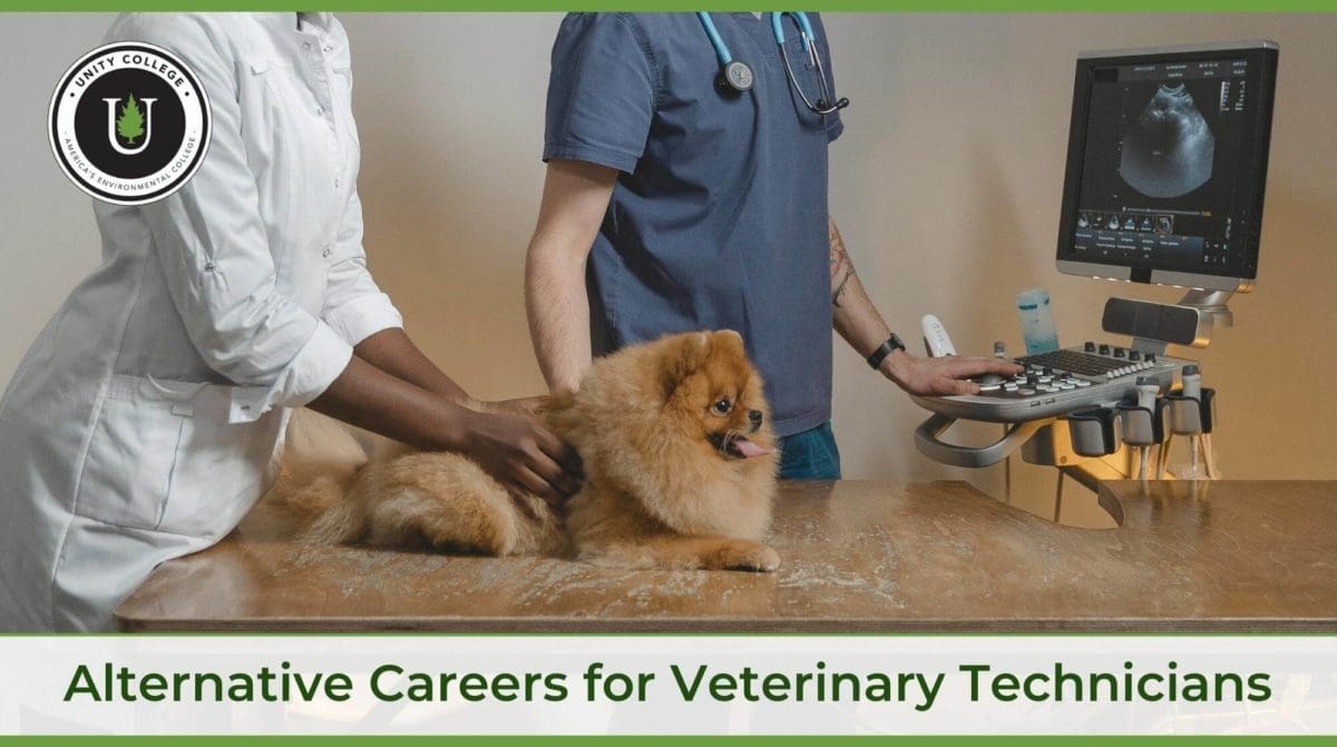 Veterinary Career Paths And Opportunities Ross Vet