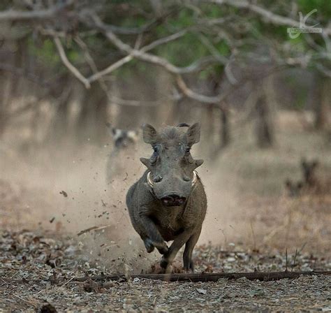 Warthog Running