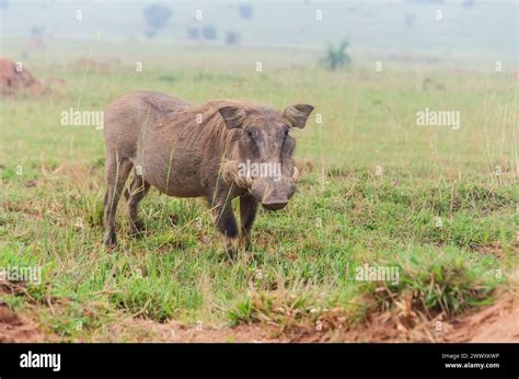 Warthog Wildlife Uganda Africa Stock Photos Pictures Royalty Free