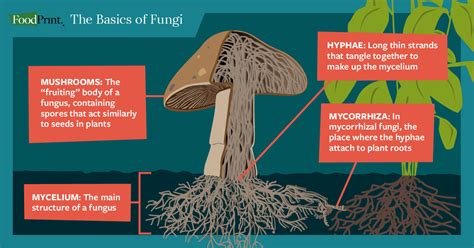 What Are Fungi And What Do They Have To Do With Everything Foodprint