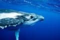 What Do Humpback Whales Eat 10 Foods They Hunt Imp World