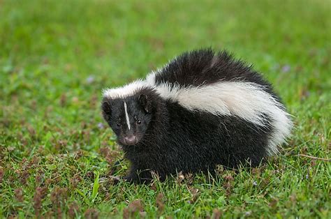 What Do Skunks Eat Worldatlas