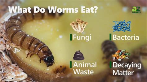 What Do Worms Eat A Z Animals