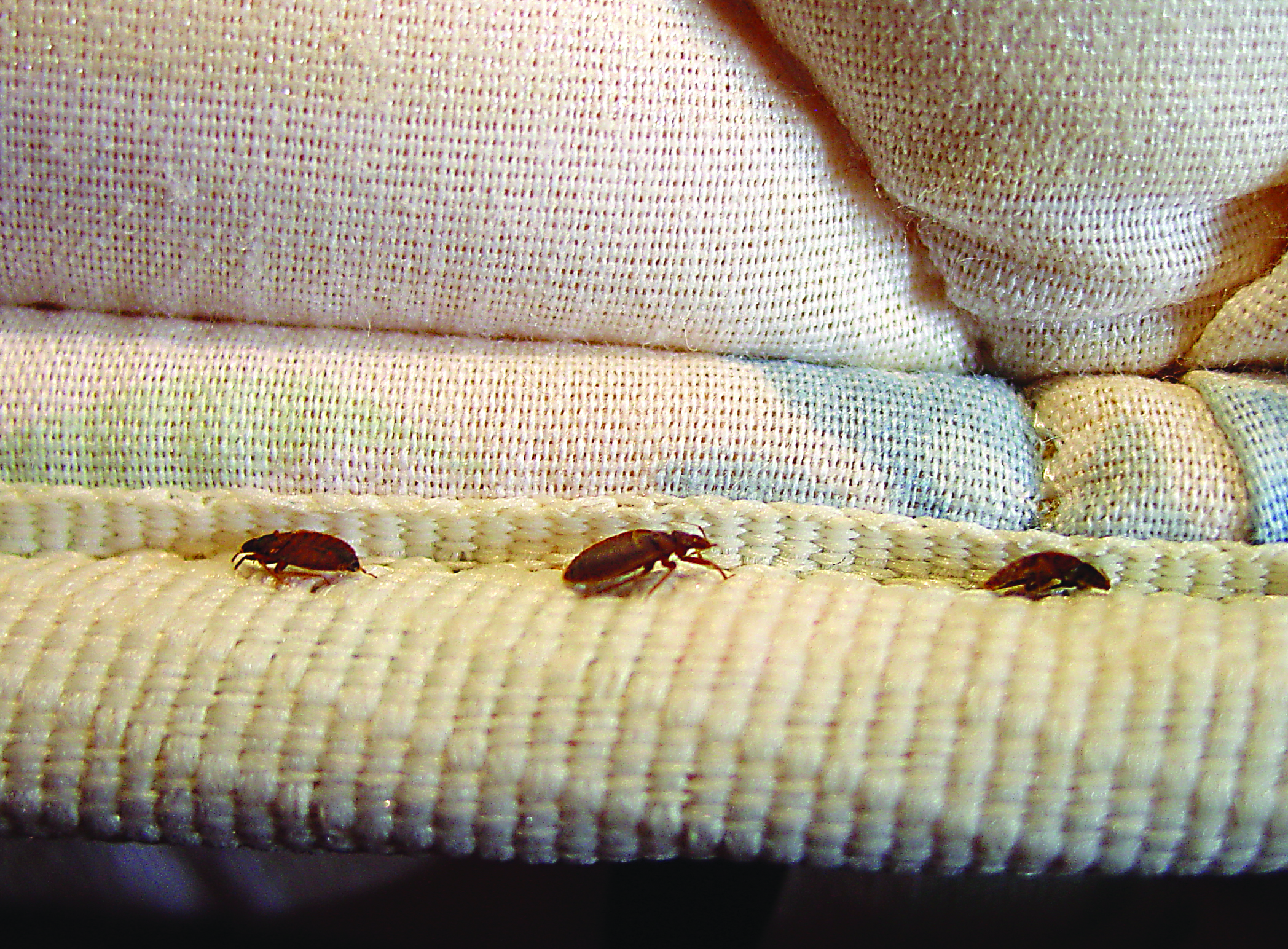 What Kinds Of Bugs Look Like Bed Bugs Orkin